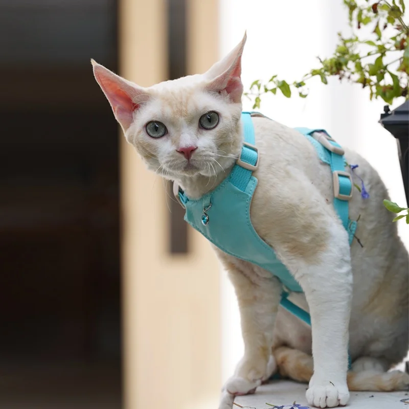 猫飼いが買ってよかったもの・悪かったもの正直に言う｜外出用ハーネスの選び方徹底解説