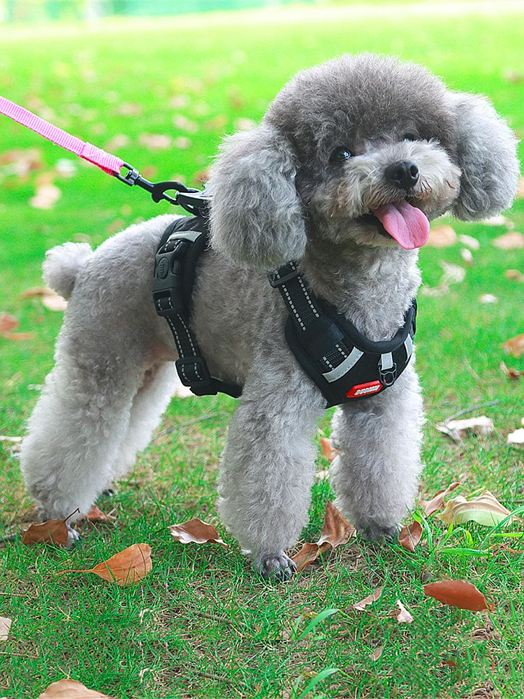 犬のお散歩グッズをコスパ良く揃える方法｜通気性と安全性のバランスを徹底解説