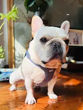 犬用 リード 対象犬種: フレンチブルドッグ パグ ベストデザイン 抜け出し防止