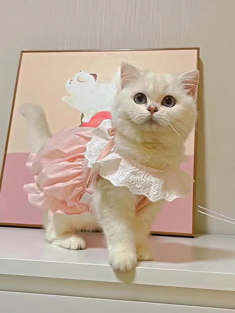 猫飼いが買ってよかったもの・悪かったもの正直に言う | 夏用猫用可愛いワンピースの定義と特徴