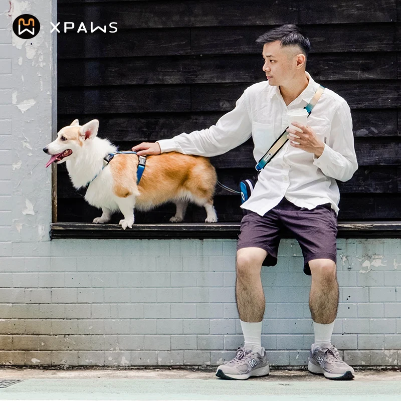 犬用ハーネスリードH型デザイン：コーギー用中小型犬対応の実用性と耐久性を検証