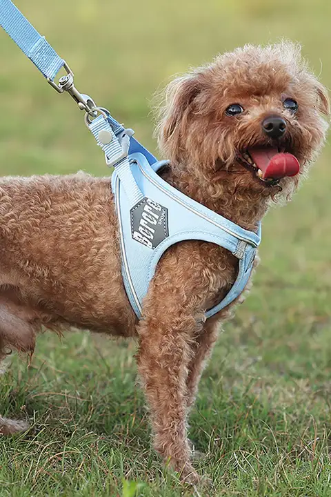 BORORO 犬用ハーネス付きリード【小型犬用・お散歩用・調節可能】