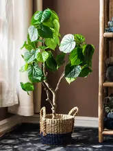 盆栽 屋内装飾用 本物の植物 樹木スタイル