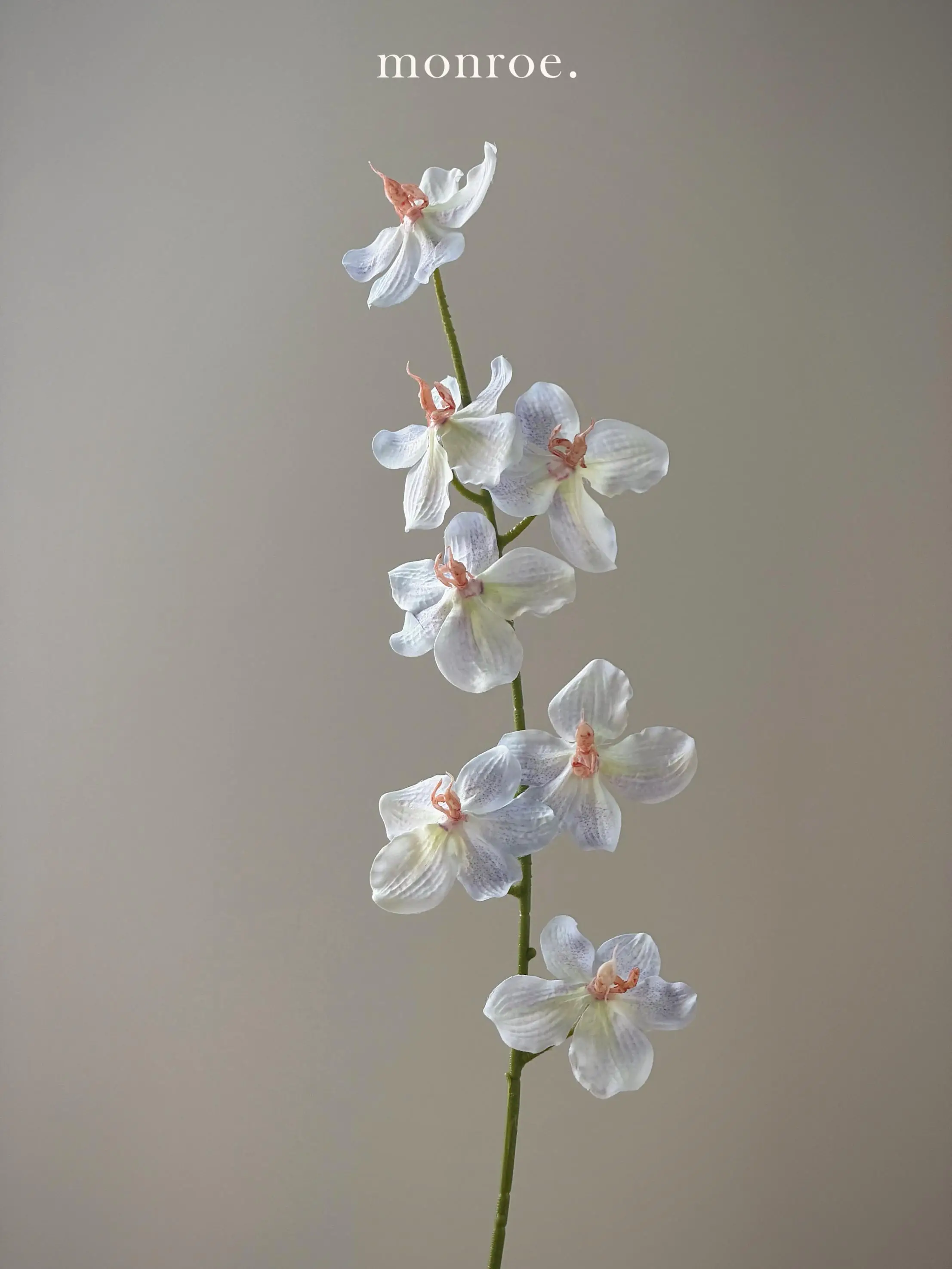 ハエトリグサの花言葉に似た、静かな美しさをもつ「高枝胡姫蘭」は、あなたのデスクにどんな存在になるの？