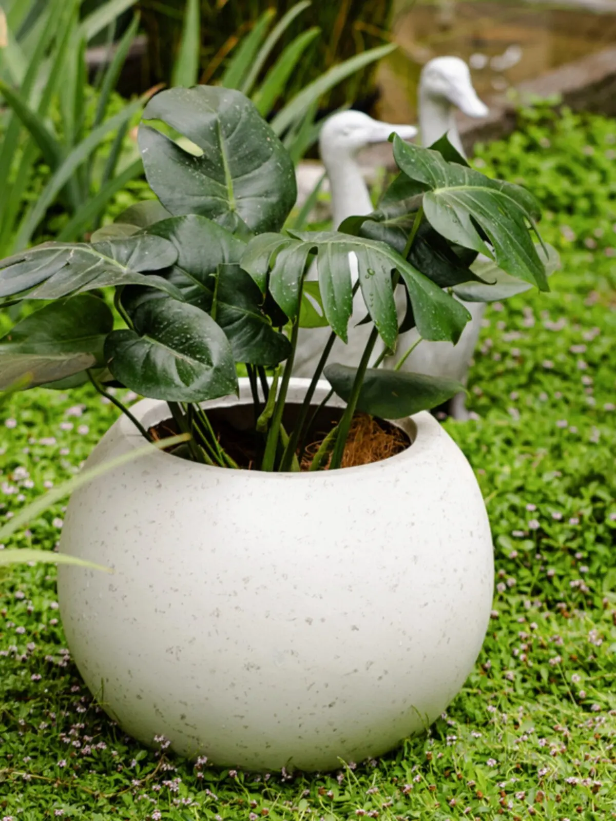 植木鉢6号を選ぶときに迷うなら、この1つのデザインが答えになる？
