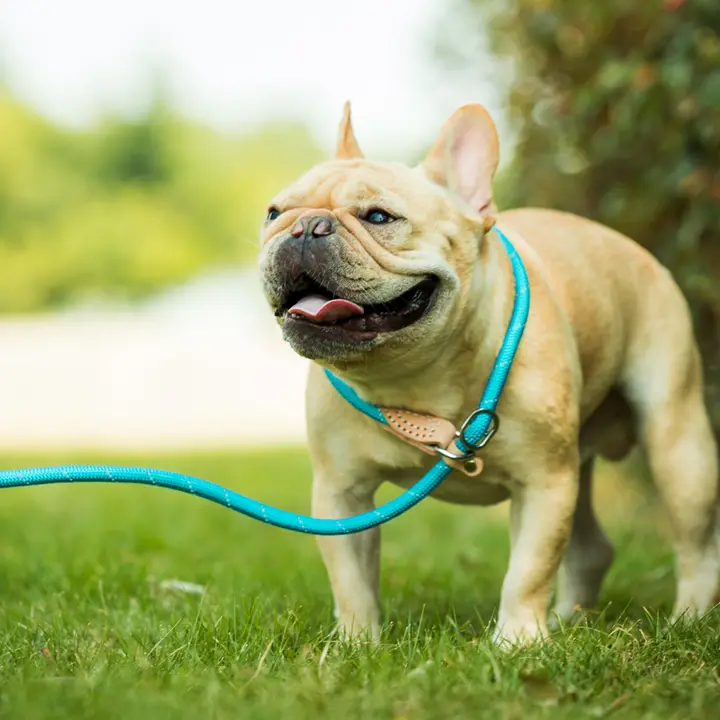 反射素材のナイロン製リード【小型犬・中型犬・大型犬対応・極細】