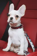 ペット用車載安全ベルト【自動車対応・調整可能・猫犬用】