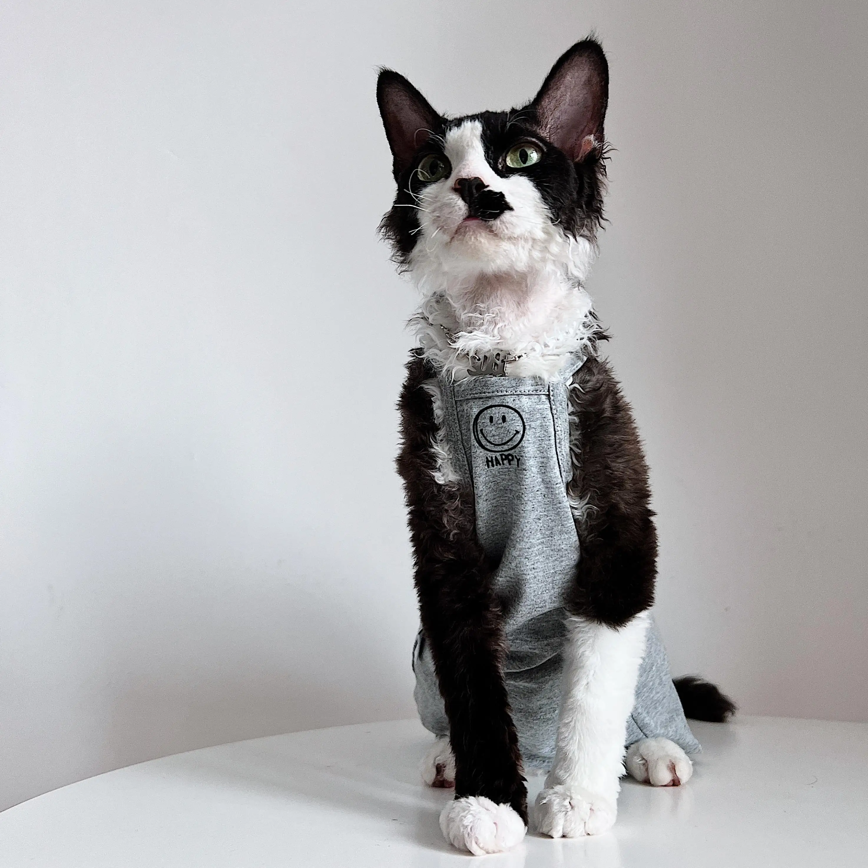 猫tシャツを選ぶときに迷うのは、デザインと質のバランスってどこ？