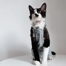夏用薄手コットン製フレンチトーストデザインの猫用タンクトップ【インスタ風・スフィンクス猫用】