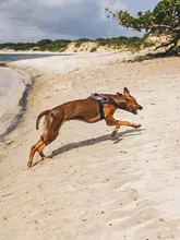 犬用ハーネス 馬具型 飛び出し防止 引っ張り防止 頑丈 小型犬 中型犬 大型犬 ゴールデンレトリバー ジャーマンシェパード ボーダーコリー 「zeedog」