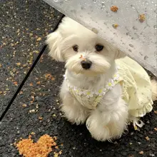 犬用可愛いサマーワンピース【薄手・防脱設計・小型犬用】（セットアップ対応）