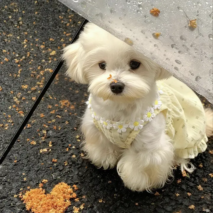 犬用可愛いサマーワンピース【薄手・防脱設計・小型犬用】（セットアップ対応）