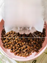 陶器製 猫用フラワーデザイン水飲みボウル【高脚・ねじれ防止・大容量】