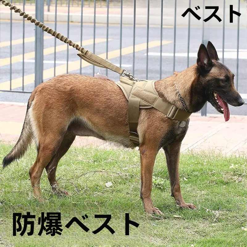 犬のお散歩グッズをコスパ良く揃える方法　徹底解説・選び方の秘密