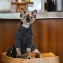 GINGERAIN 無毛猫用セーター【秋冬用・保温・耐汚れデザイン】