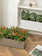 ジョジョのL.PD.セギエール。 植木鉢