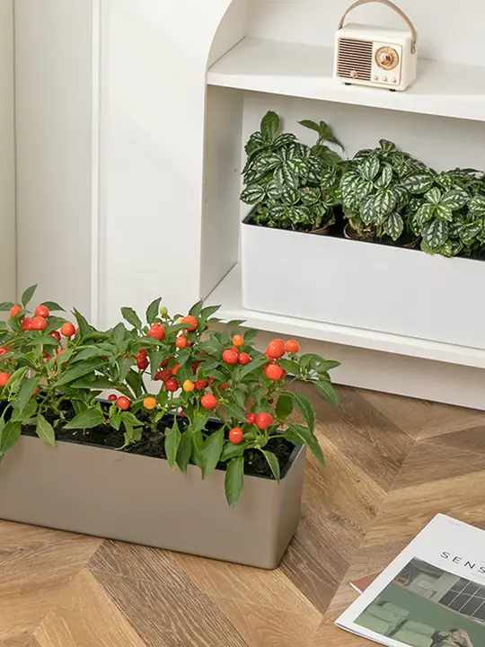 ジョジョのL.PD.セギエール。 植木鉢