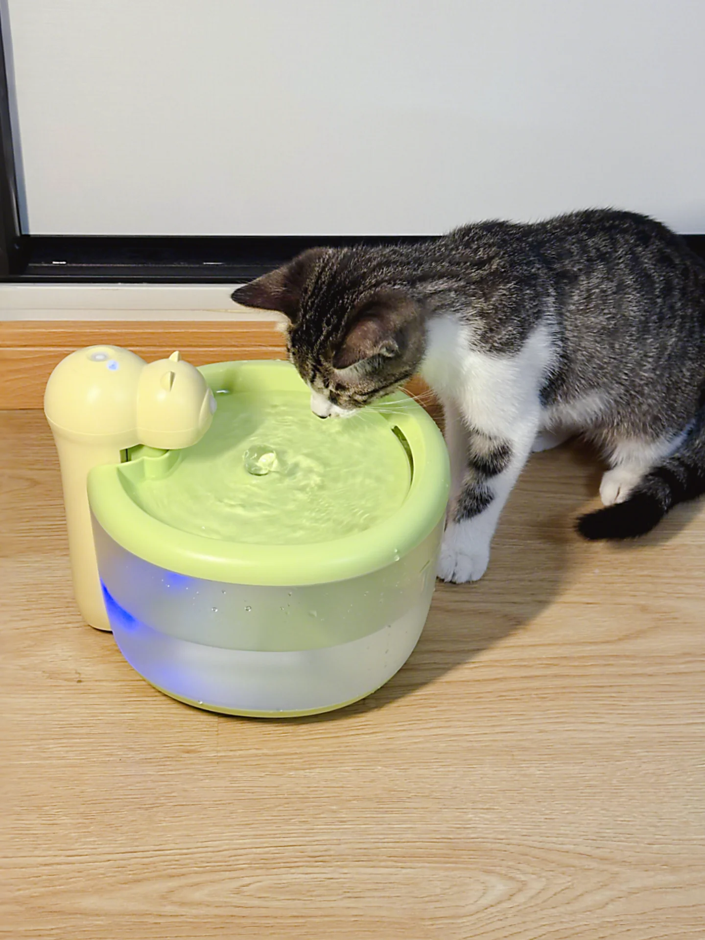 急須猫とは何か？猫に合う急須の選び方と、おすすめ4選の実際の使い方
