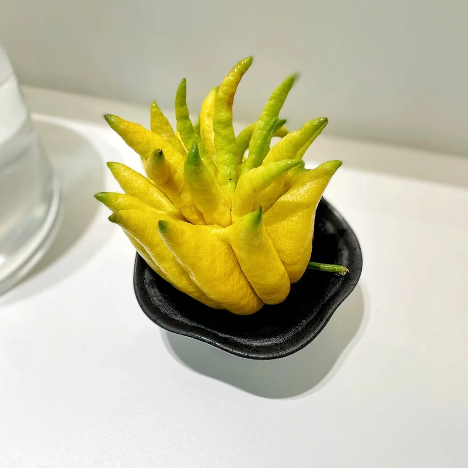 花瓶 水栽培ポット 陶器 ベルガモット 禅 和モダン 上品 クリエイティブ インテリア オブジェ ヒヤシンス