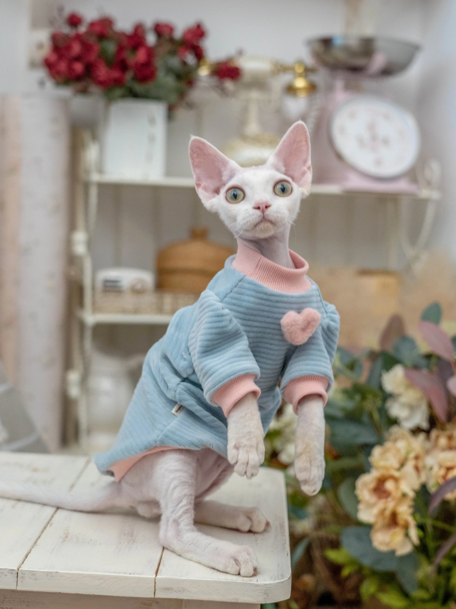 猫飼いが買ってよかったもの・悪かったもの正直に言う - キャットスウェットシャツの保温性とサイズ対応