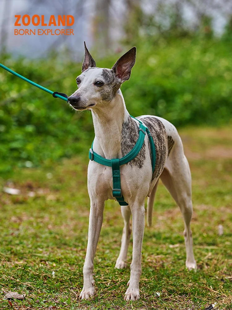 犬のお散歩グッズをコスパ良く揃える方法｜引き締めない設計で安心なハーネス選びの完全ガイド