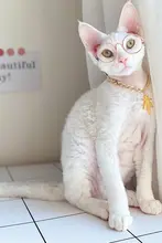 ペット用ネックレス【犬猫用・豪華デザイン・かわいいカラー】