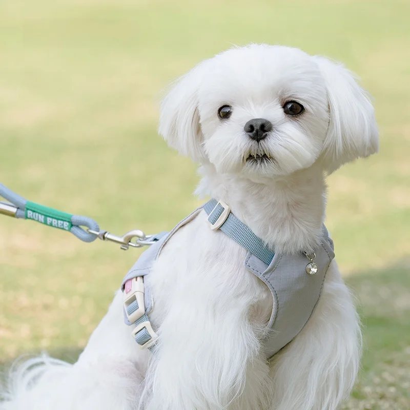 犬のお散歩グッズをコスパ良く揃える方法　完全ガイド
