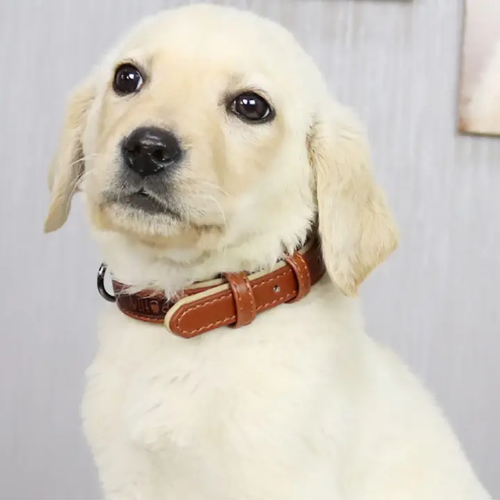 ペットリミット 犬用カラー【柴犬・フレンチブルドッグ向け・大型犬・中型犬・小型犬対応】
