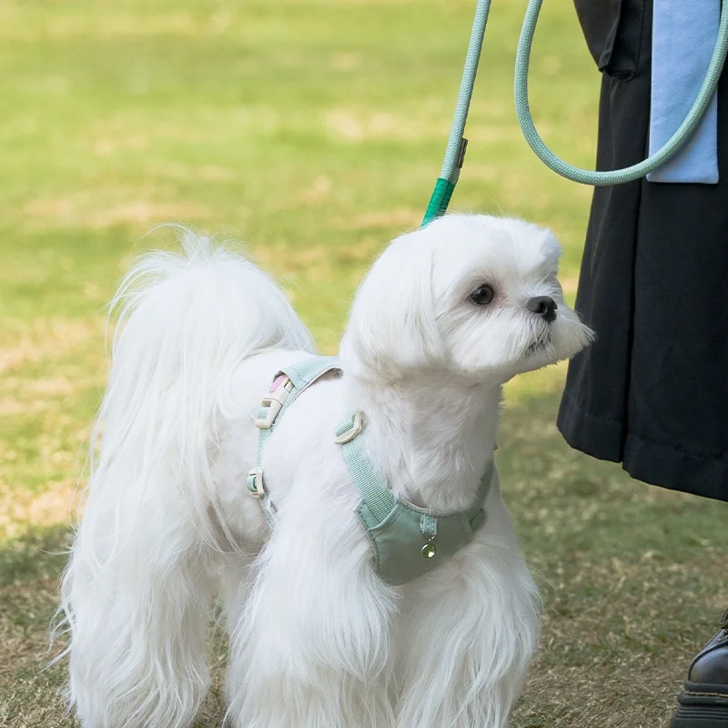 犬のお散歩グッズをコスパ良く揃える方法｜ナデシコパウダー付きリードの選び方徹底解説