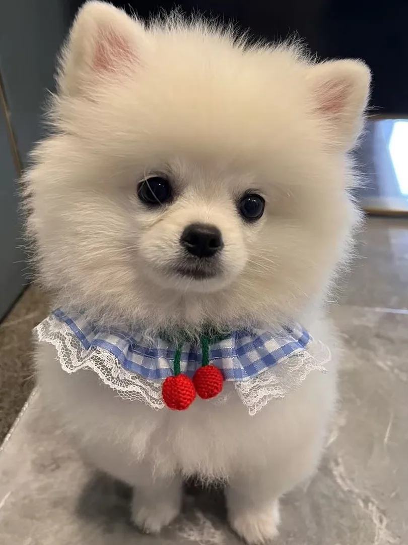 小型犬の外出に欠かせない「胸ハーネス付きリード」は、本当に必要なのか？
