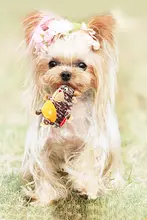 犬用 おもちゃ ぬいぐるみ 音が鳴る 噛みごたえ 歯磨き 丈夫 インタラクティブ 「GiGwi」