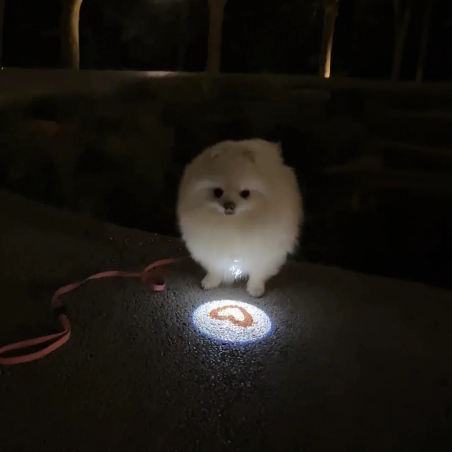 災害時、犬が迷わないようにするための「夜間発光首輪」は本当に効果的？