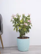 自吸水機能付き大容量プランター【二重層・樹脂製・花の水やり不要】