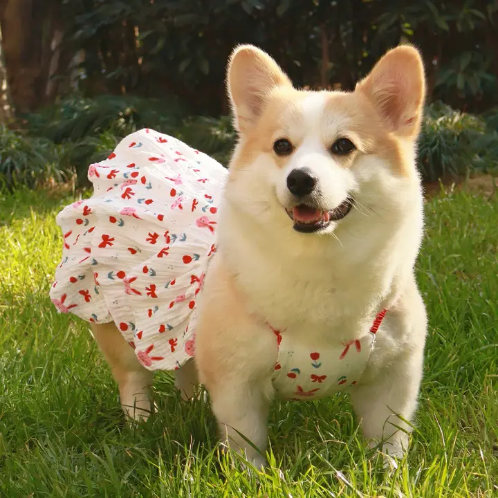 犬用公主ドレス【春夏用・コーギー・チワワ対応・可愛い透け感・軽量】（セットアップ対応）