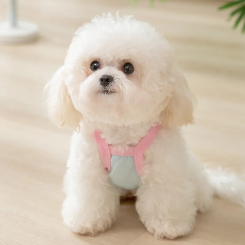 バーニーズ 犬の特徴と飼育に必要なアイテム：ペット用冷感アイスシルクキャミソールの実用性解析