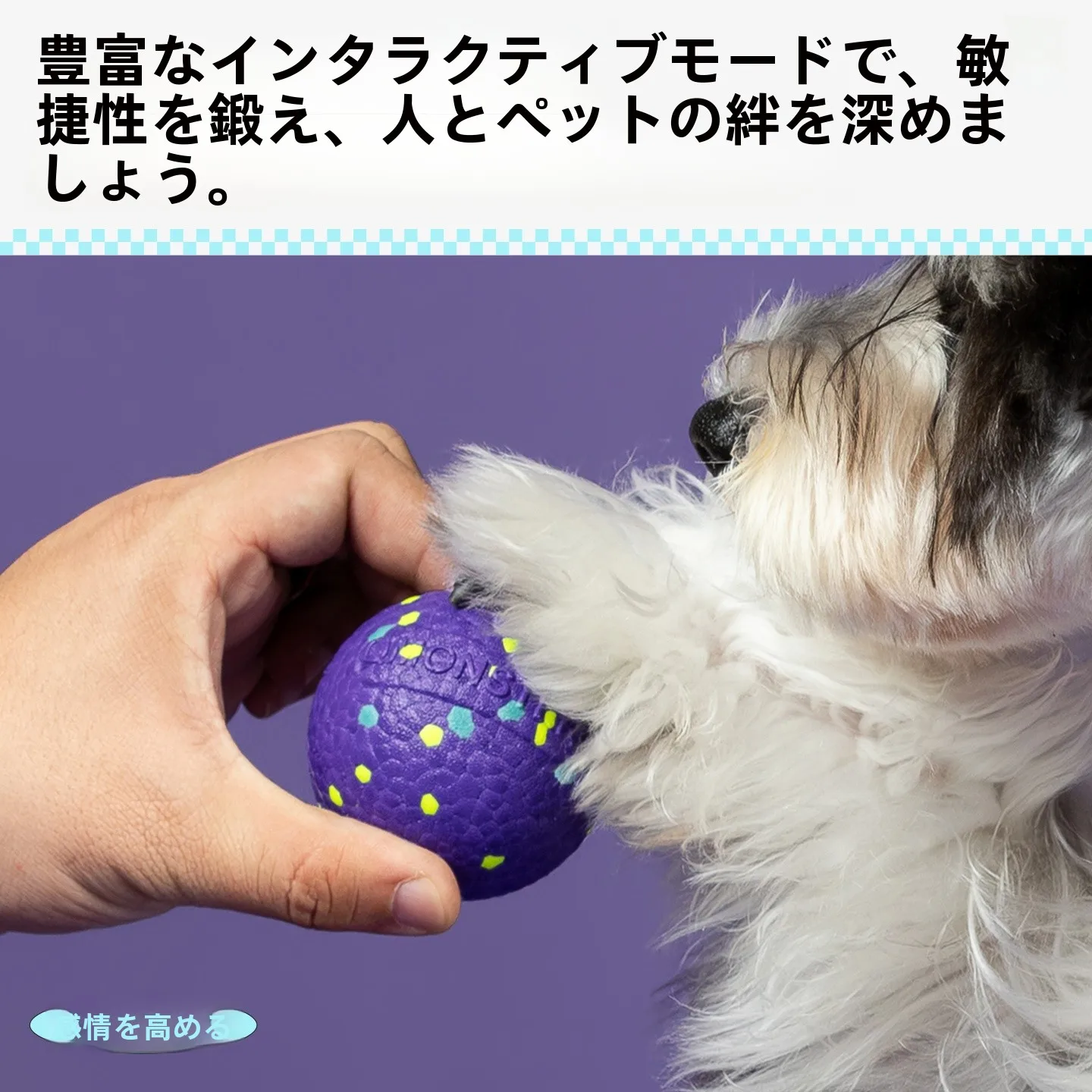噛んでも壊れない犬用おもちゃ・音鳴りボールは成犬期の飼い主に最適な遊び道具
