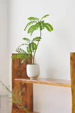 黄天竹の人工観葉植物【デスクトップ盆栽・インテリア装飾用】