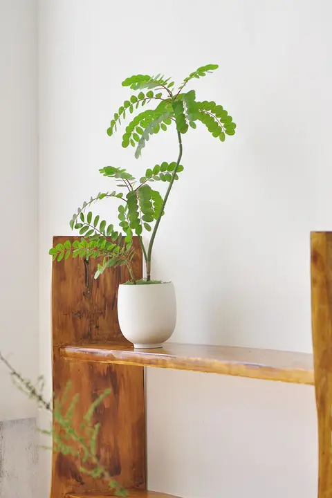 黄天竹の人工観葉植物【デスクトップ盆栽・インテリア装飾用】