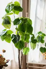 盆栽 屋内装飾用 本物の植物 樹木スタイル