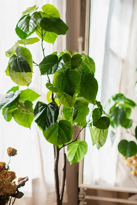 盆栽 屋内装飾用 本物の植物 樹木スタイル