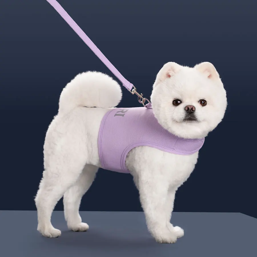 犬のお散歩グッズをコスパ良く揃える方法　徹底解説・選び方のポイント