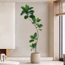 ゴムの木 高級ラグジュアリー 植物 リビングルーム 室内 偽の木