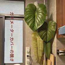 リアルな手触りの大きなバナナリーフ【室内装飾・観葉植物・壁面飾り】
