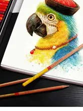 油性色鉛筆【多色・成人用・専門的な手描き】