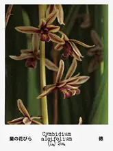 ヴィンテージスタイルのハーフボタンニットセーター【極上の柔らかさ・花モチーフ・厚手】
