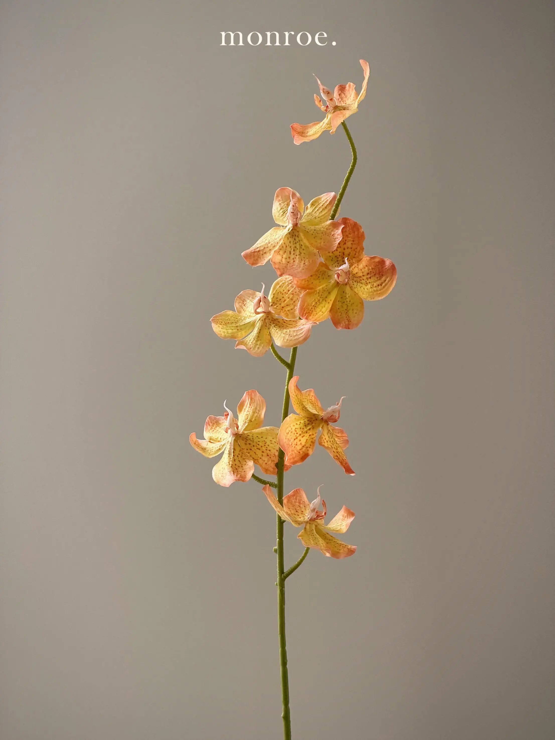 ハエトリグサの花言葉に似た、静かな美しさをもつ「高枝胡姫蘭」は、あなたのデスクにどんな存在になるの？