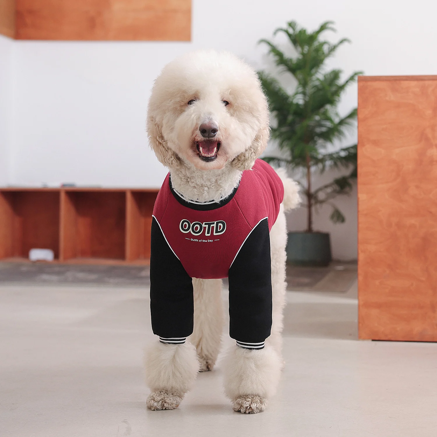 大型犬の服をどう選ぶ？冬の寒さに負けない、リアルな使い勝手を体感した1つの答え