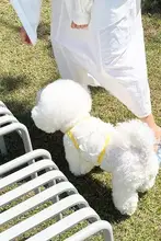 春夏立体蝶妖精空気サスペンダーペット服