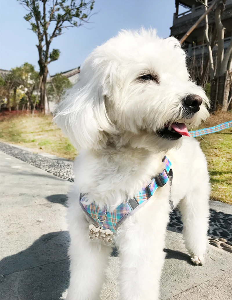 犬のお散歩グッズをコスパ良く揃える方法　中小型犬向けハーネスリードの選び方徹底解説