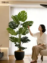 観葉植物 モンステラ 室内 大型 フロアプラント 装飾